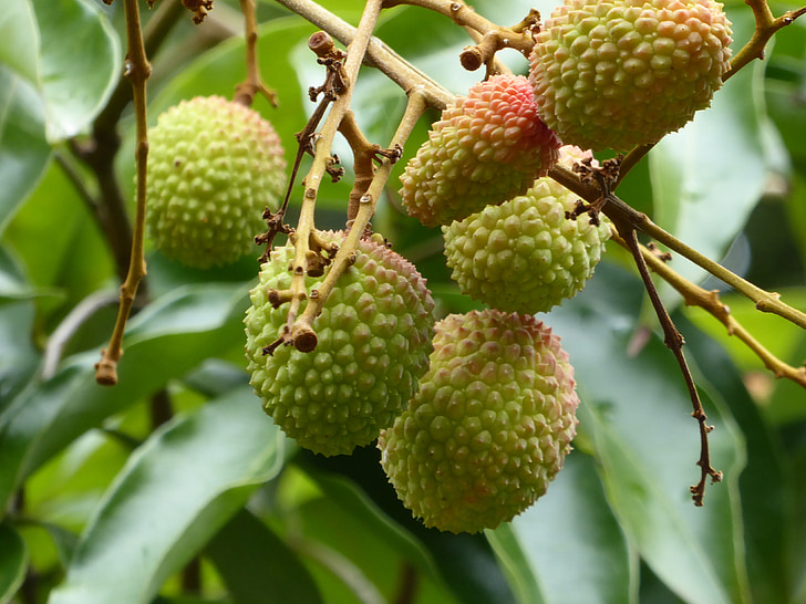 荔枝保鲜冷库